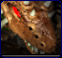 zerglingpic.gif